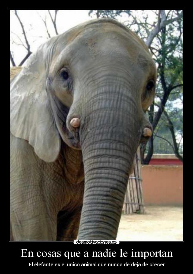 En cosas que a nadie le importan -