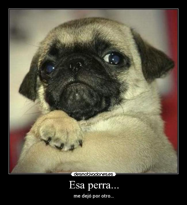 Esa perra... - me dejó por otro...