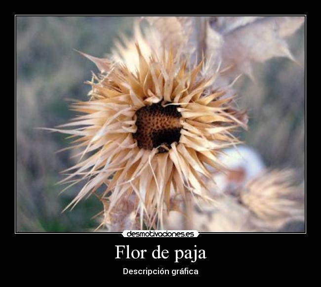 Flor de paja - Descripción gráfica