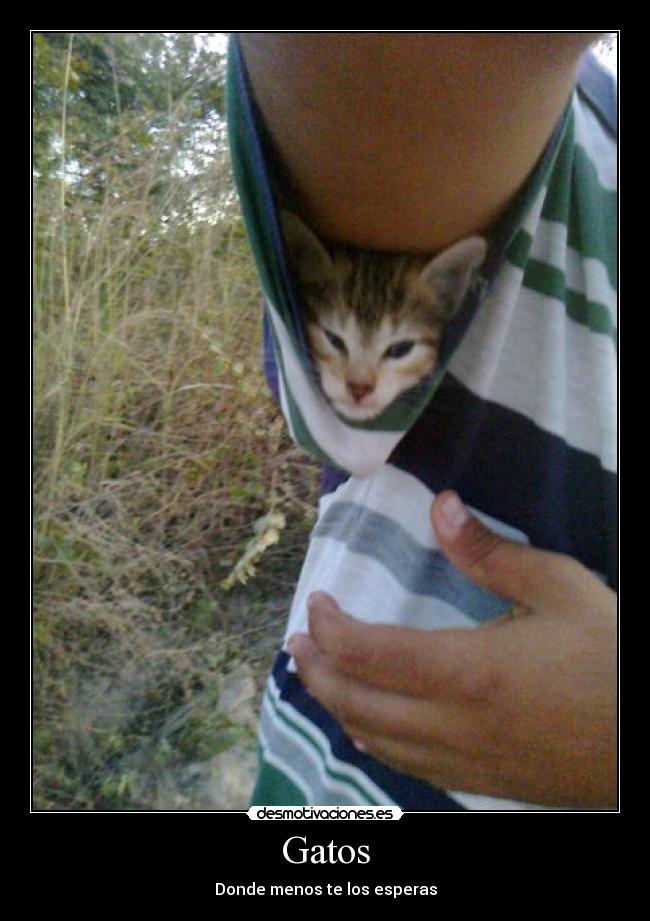 Gatos -