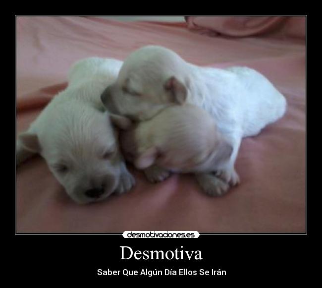 Desmotiva - Saber Que Algún Día Ellos Se Irán