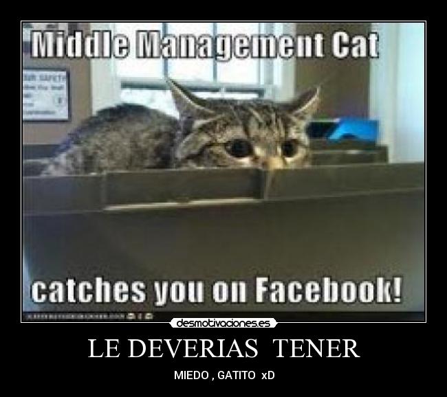 LE DEVERIAS TENER - MIEDO , GATITO xD