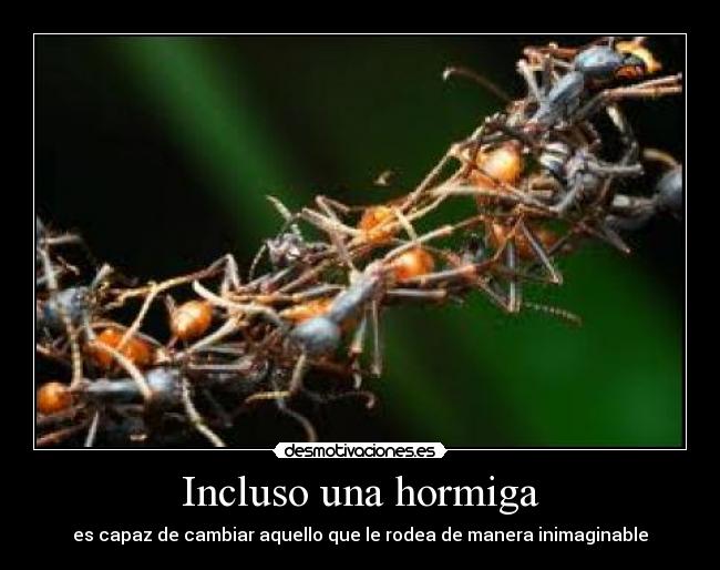 Incluso una hormiga - 