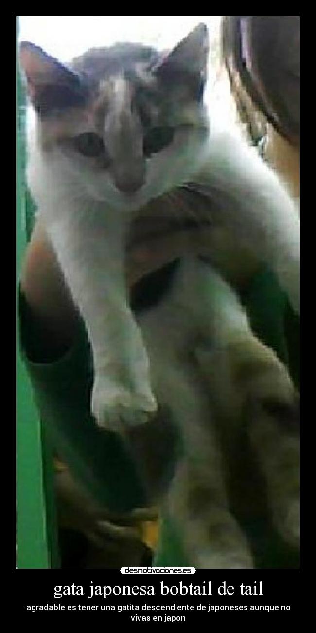 carteles gatosjapones bobtail gatos mimosos gatitos lindos desmotivaciones