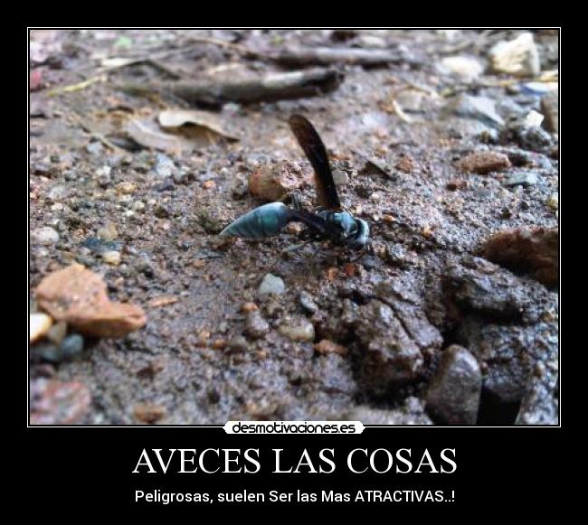 AVECES LAS COSAS -