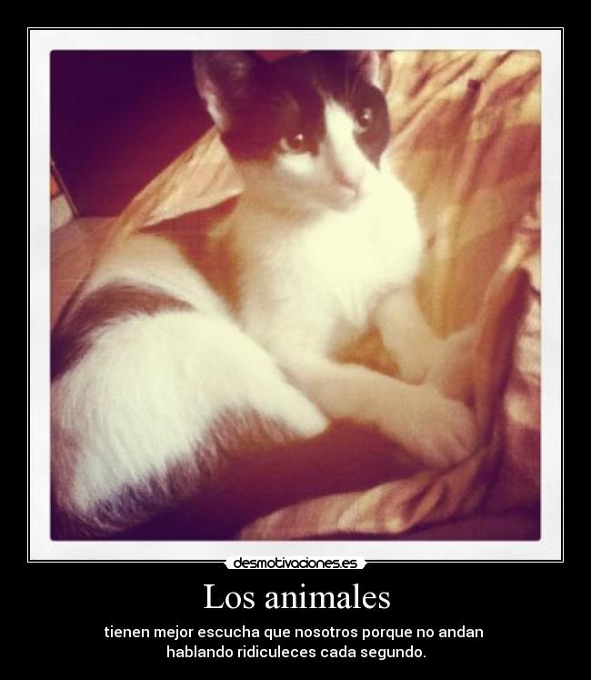 Los animales - tienen mejor escucha que nosotros porque no andan 
hablando ridiculeces cada segundo.