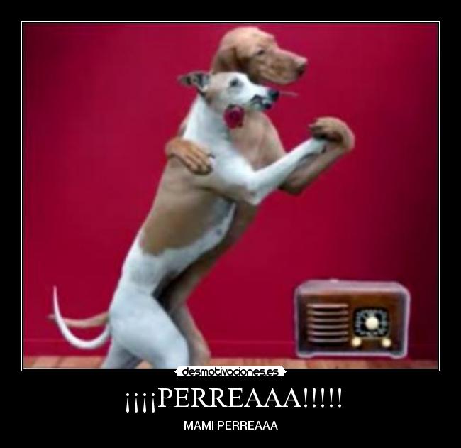 ¡¡¡¡PERREAAA!!!!! - MAMI PERREAAA
