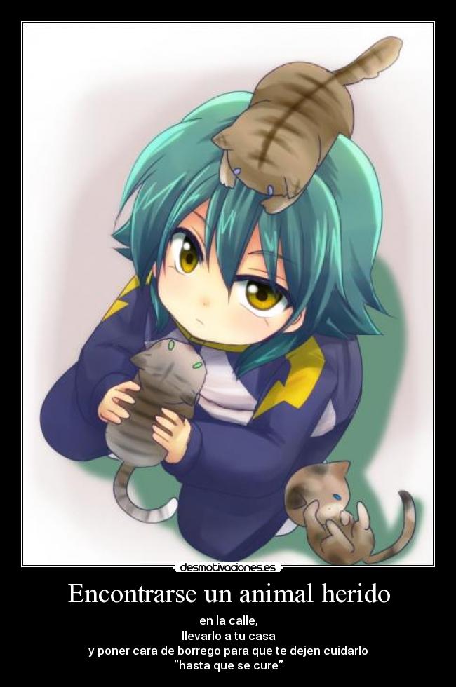 Encontrarse un animal herido - en la calle,
llevarlo a tu casa
y poner cara de borrego para que te dejen cuidarlo
hasta que se cure