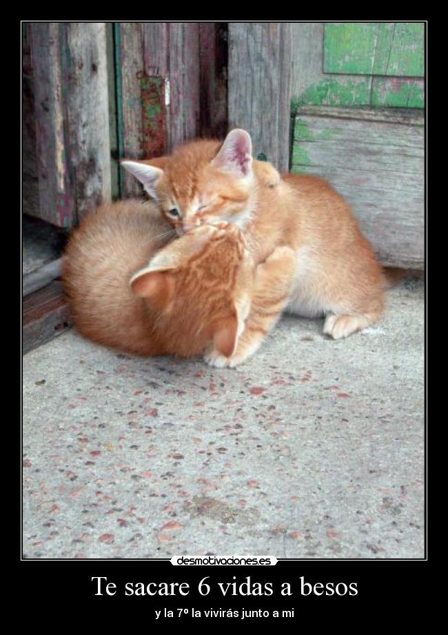 Te sacare 6 vidas a besos - y la 7º la vivirás junto a mi