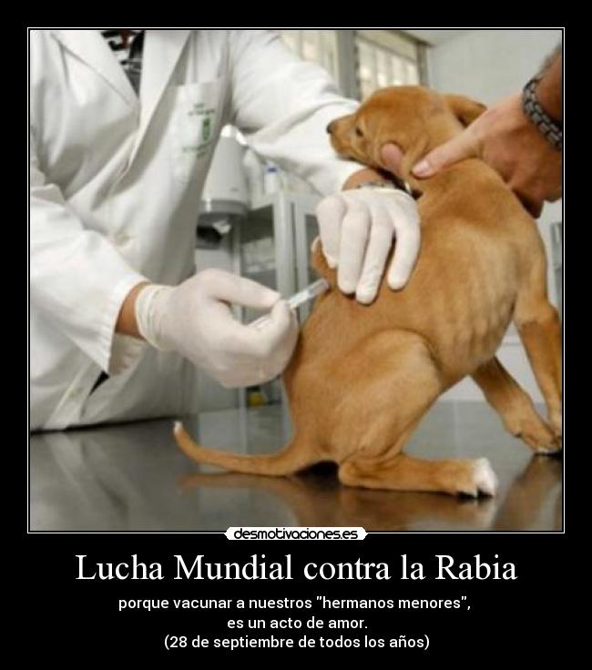 carteles perro rabia lucha mundial salud mordedura vacuna jeringa inyeccion desmotivaciones