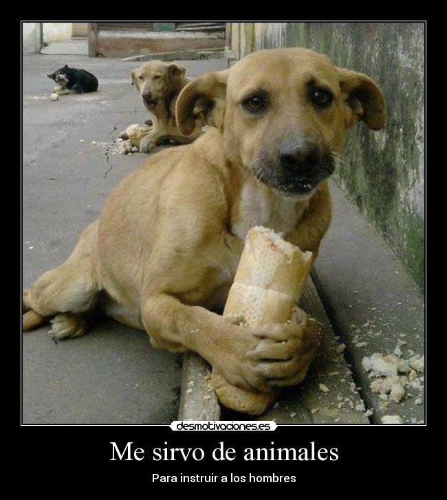 Me sirvo de animales - 