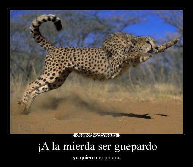 ¡A la mierda ser guepardo - yo quiero ser pajaro!