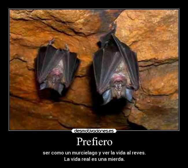 Prefiero - ser como un murcielago y ver la vida al reves.
La vida real es una mierda.