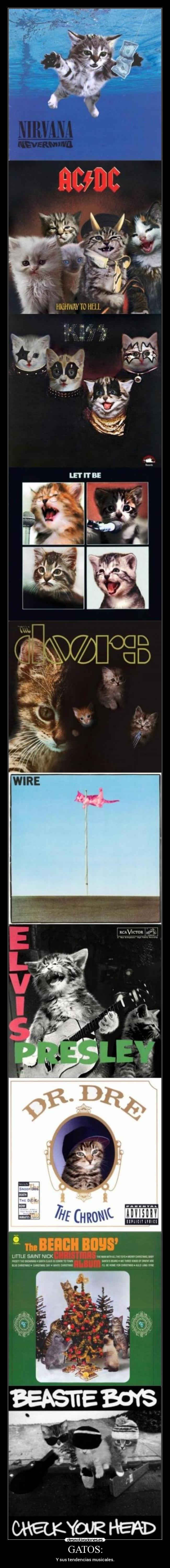 carteles gatos los gatos dominaran mundo darknut desmotivaciones