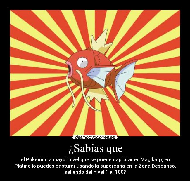 ¿Sabías que - el Pokémon a mayor nivel que se puede capturar es Magikarp; en
Platino lo puedes capturar usando la supercaña en la Zona Descanso,
saliendo del nivel 1 al 100?