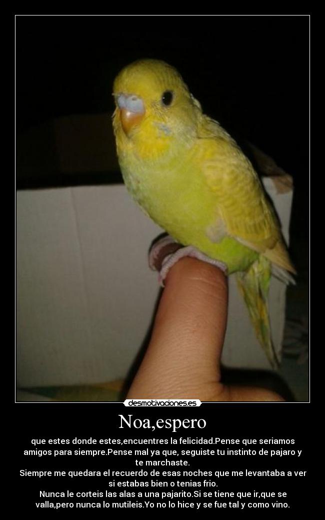 Noa,espero - que estes donde estes,encuentres la felicidad.Pense que seriamos
amigos para siempre.Pense mal ya que, seguiste tu instinto de pajaro y
te marchaste.
Siempre me quedara el recuerdo de esas noches que me levantaba a ver
si estabas bien o tenias frio.
Nunca le corteis las alas a una pajarito.Si se tiene que ir,que se
valla,pero nunca lo mutileis.Yo no lo hice y se fue tal y como vino.