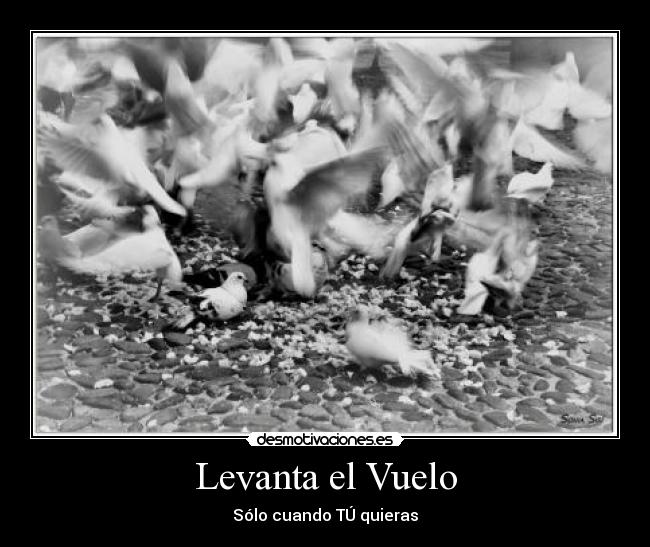 carteles volar vuelo palomas alas libertad decision firmeza desmotivaciones