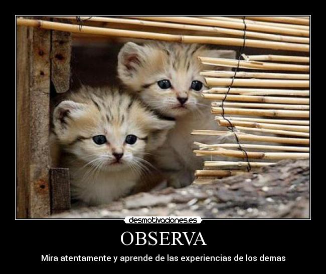 OBSERVA - Mira atentamente y aprende de las experiencias de los demas