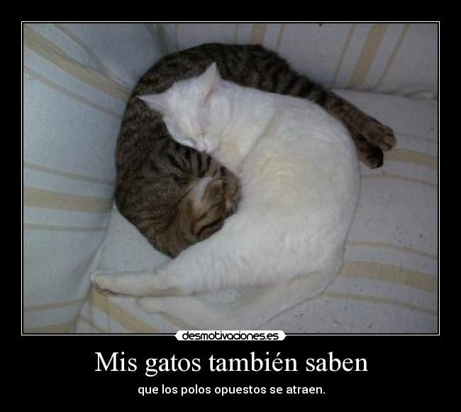 Mis gatos también saben - que los polos opuestos se atraen.