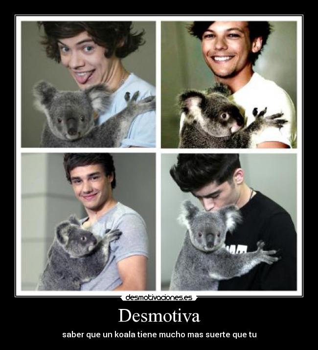 Desmotiva - saber que un koala tiene mucho mas suerte que tu