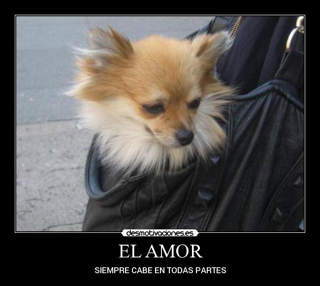 EL AMOR - SIEMPRE CABE EN TODAS PARTES