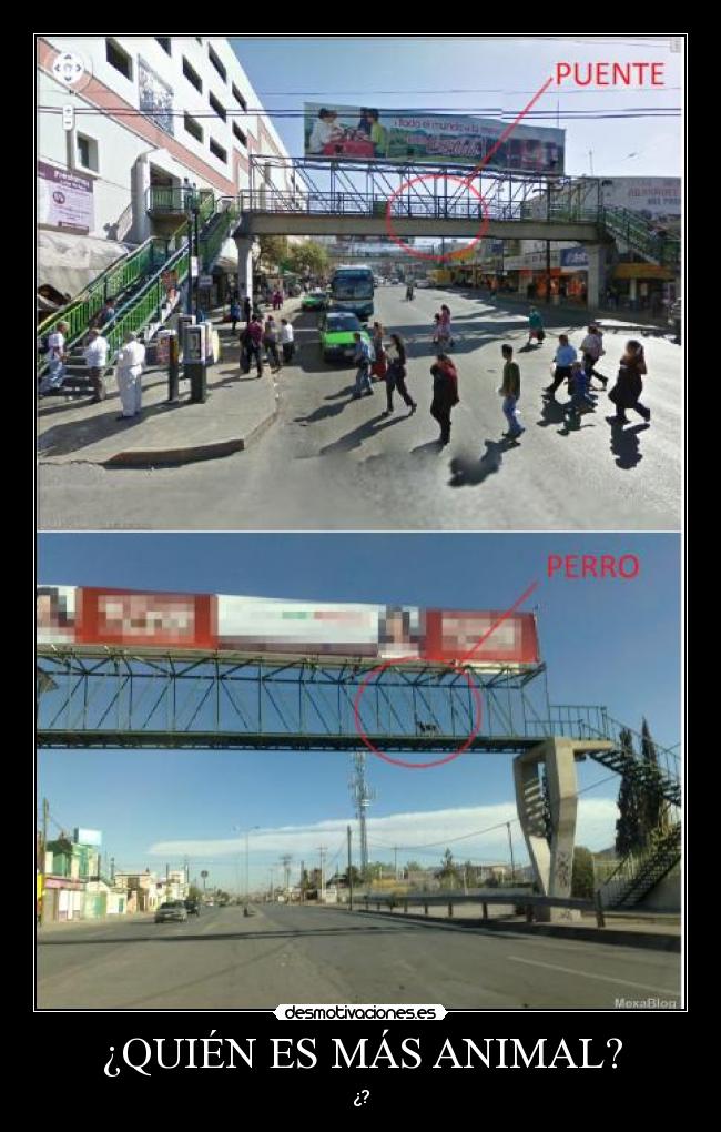 ¿QUIÉN ES MÁS ANIMAL? - ¿?