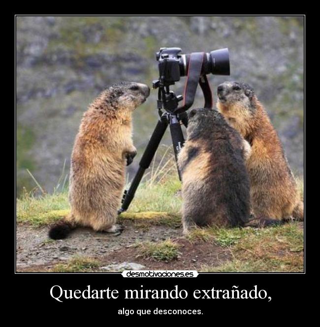 Quedarte mirando extrañado, - algo que desconoces.