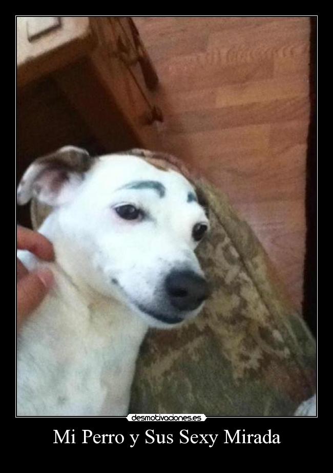 Mi Perro y Sus Sexy Mirada -