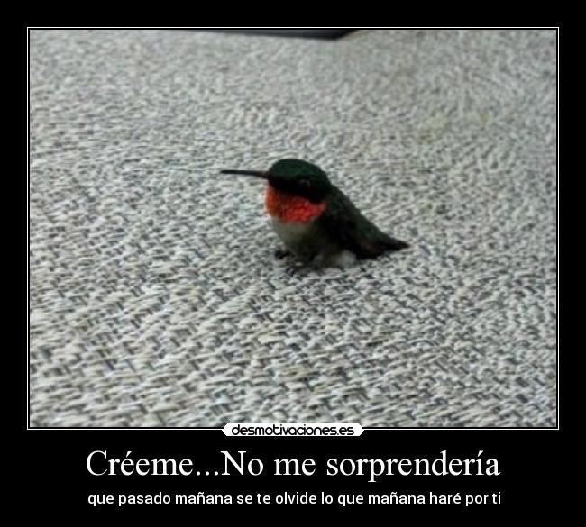 carteles pajarito owo desmotivaciones