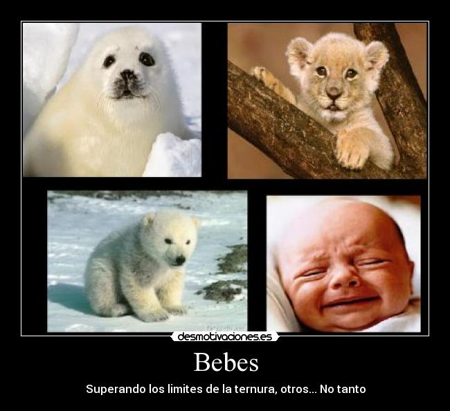 carteles animales lindos desmotivaciones