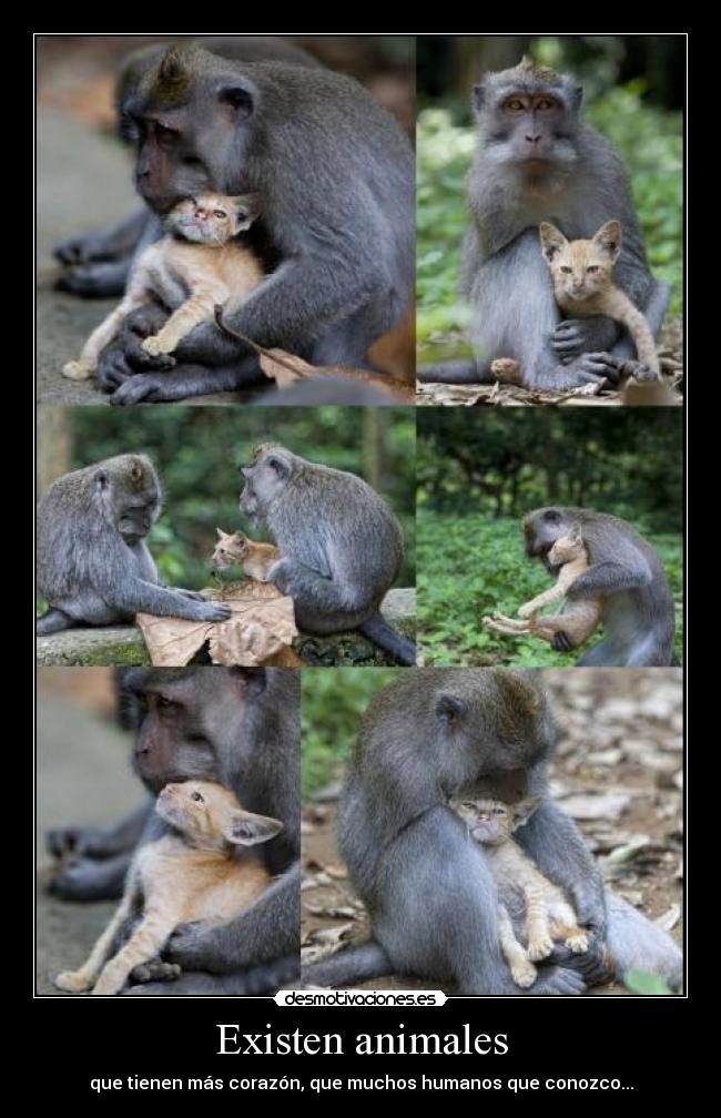 Existen animales - que tienen más corazón, que muchos humanos que conozco...