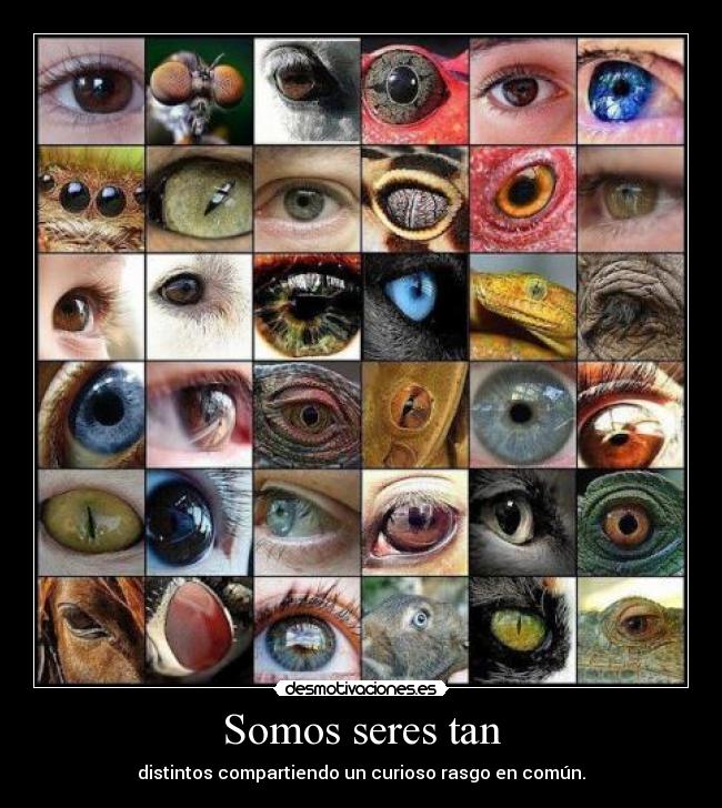 Somos seres tan - distintos compartiendo un curioso rasgo en común.