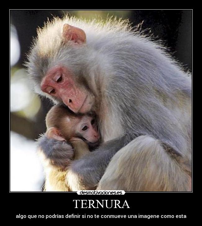 TERNURA - algo que no podrías definir si no te conmueve una imagene como esta