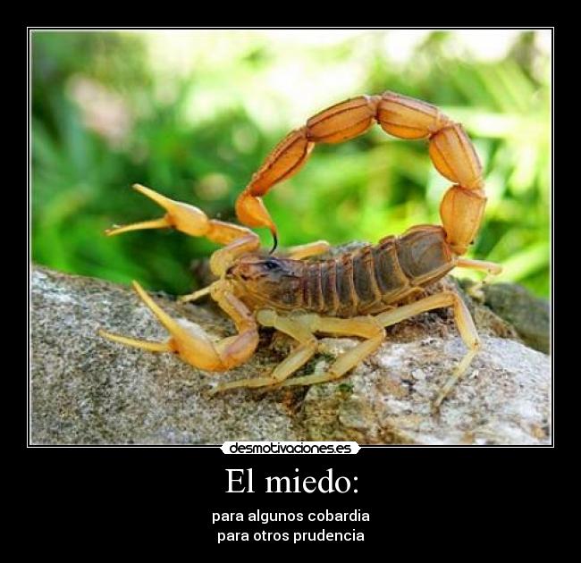 carteles miedo escorpion miedo cobarde prudente desmotivaciones