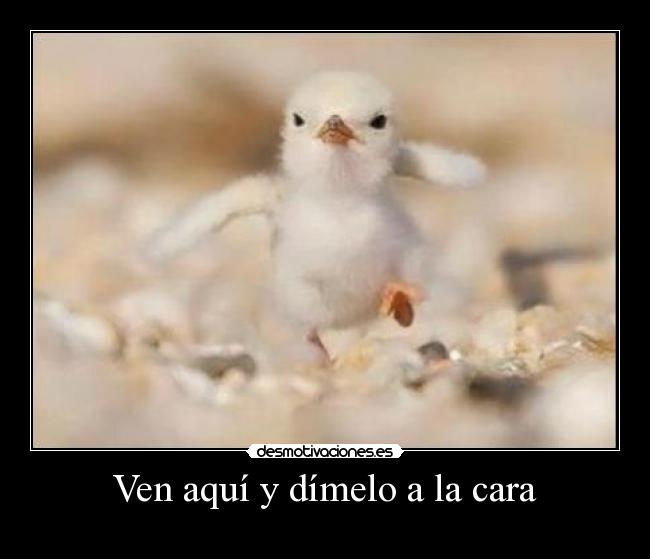 carteles noalmaltratoanimal desmotivaciones