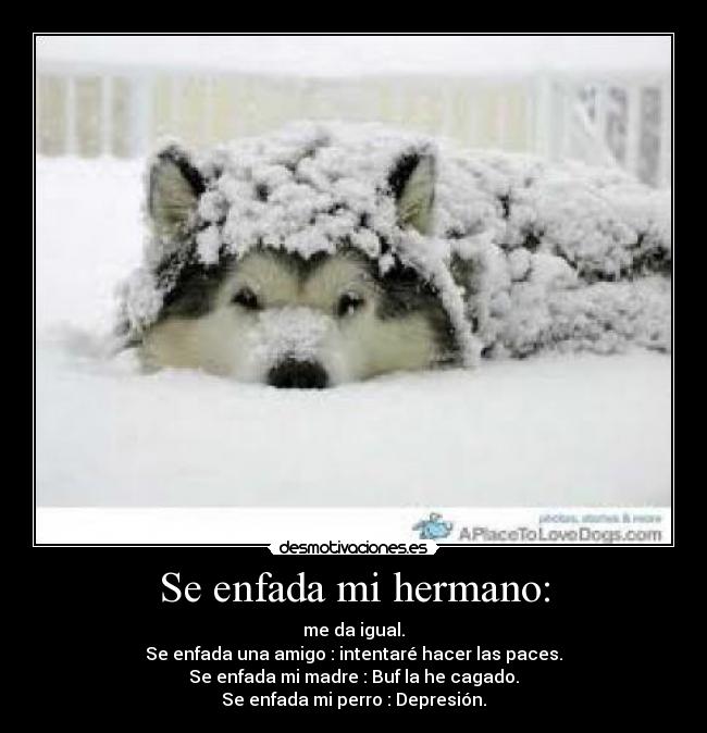 Se enfada mi hermano: - me da igual.
Se enfada una amigo : intentaré hacer las paces.
Se enfada mi madre : Buf la he cagado.
Se enfada mi perro : Depresión.