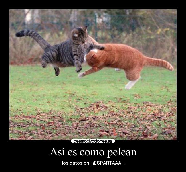carteles cat pelea desmotivaciones