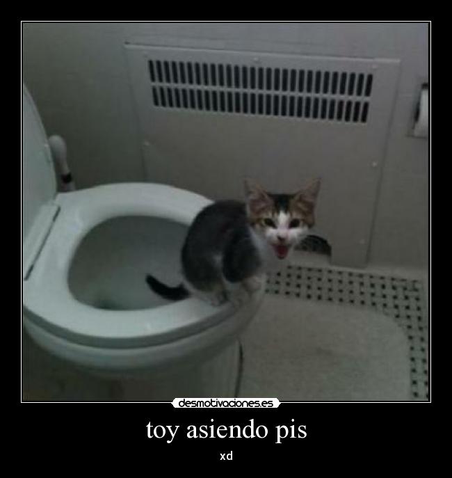 toy asiendo pis - xd