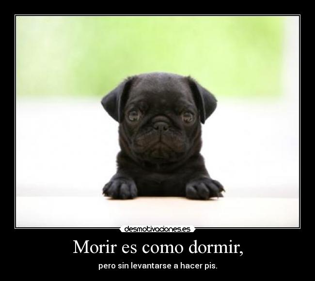 carteles dormir die like sleep desmotivaciones