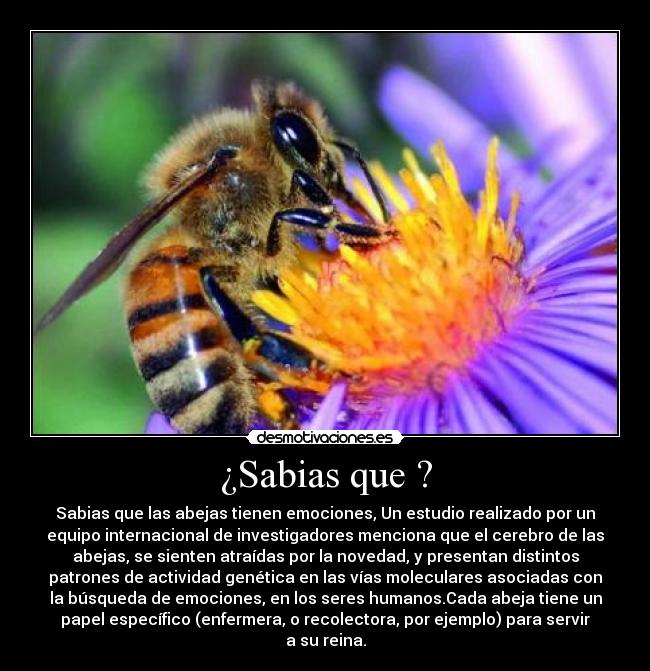 carteles sabias que desmotivaciones