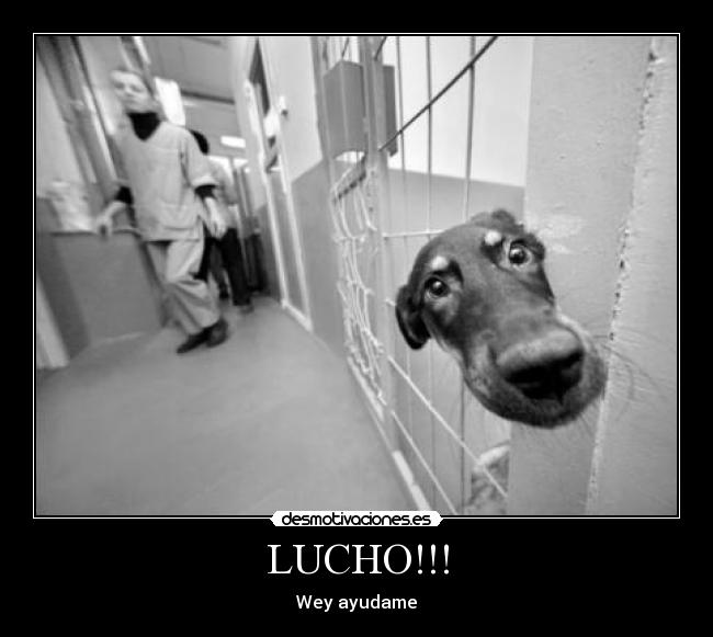 LUCHO!!! -