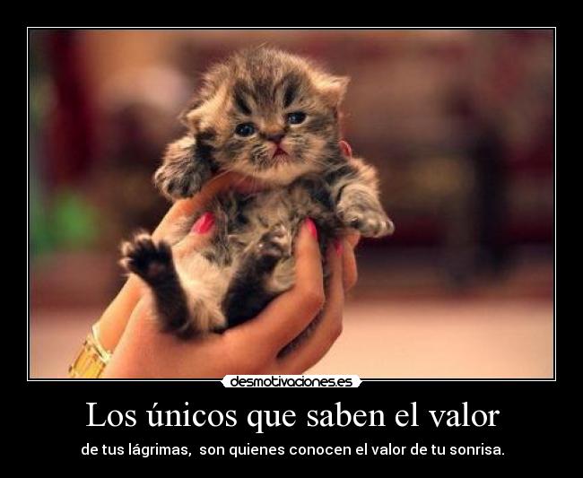 carteles oiss quee monoo gatito desmotivaciones