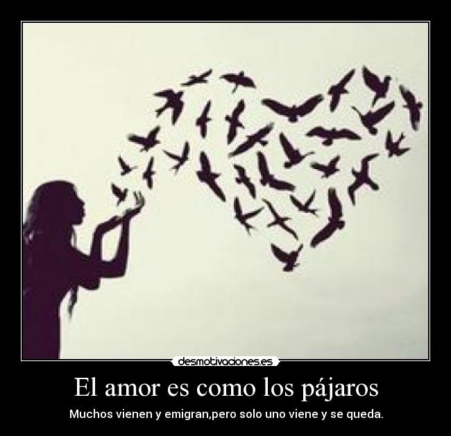 El amor es como los pájaros - Muchos vienen y emigran,pero solo uno viene y se queda.