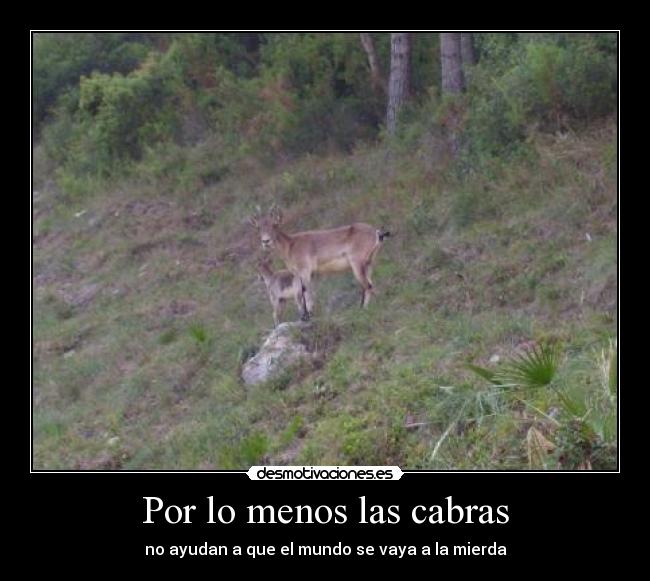 Por lo menos las cabras - no ayudan a que el mundo se vaya a la mierda