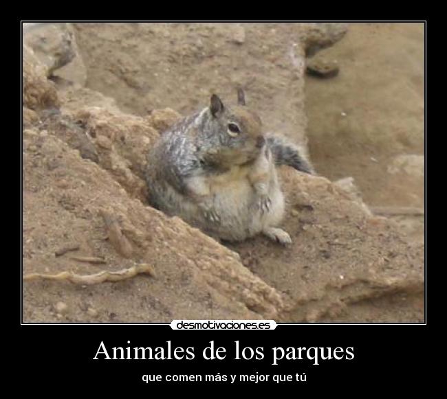 carteles animales eften sobrealimentados con sobrepeso desmotivaciones