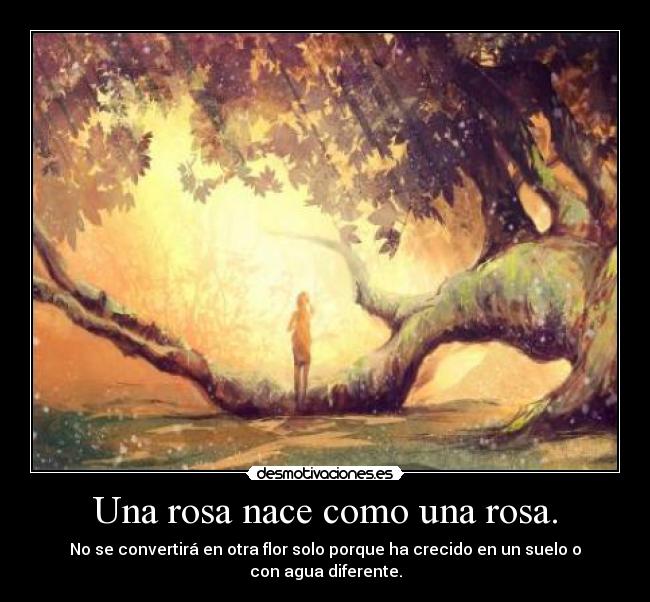 Una rosa nace como una rosa. - No se convertirá en otra flor solo porque ha crecido en un suelo o con agua diferente.