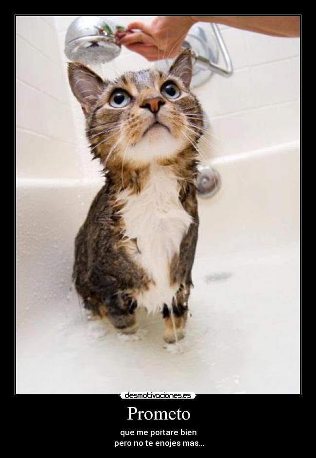 carteles bano gatosprometo desmotivaciones