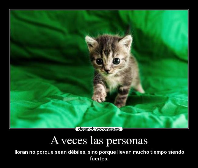 carteles cierto gato desmotivaciones