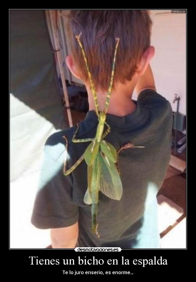 Tienes un bicho en la espalda - Te lo juro enserio, es enorme…
