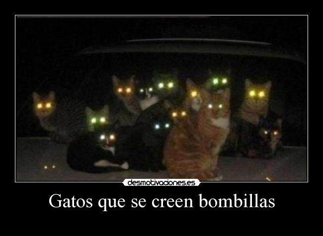 carteles gatos gatosgatos bombilla bombillas luz luces peludo cola orejas mascota animal calle coche anonimo13 desmotivaciones